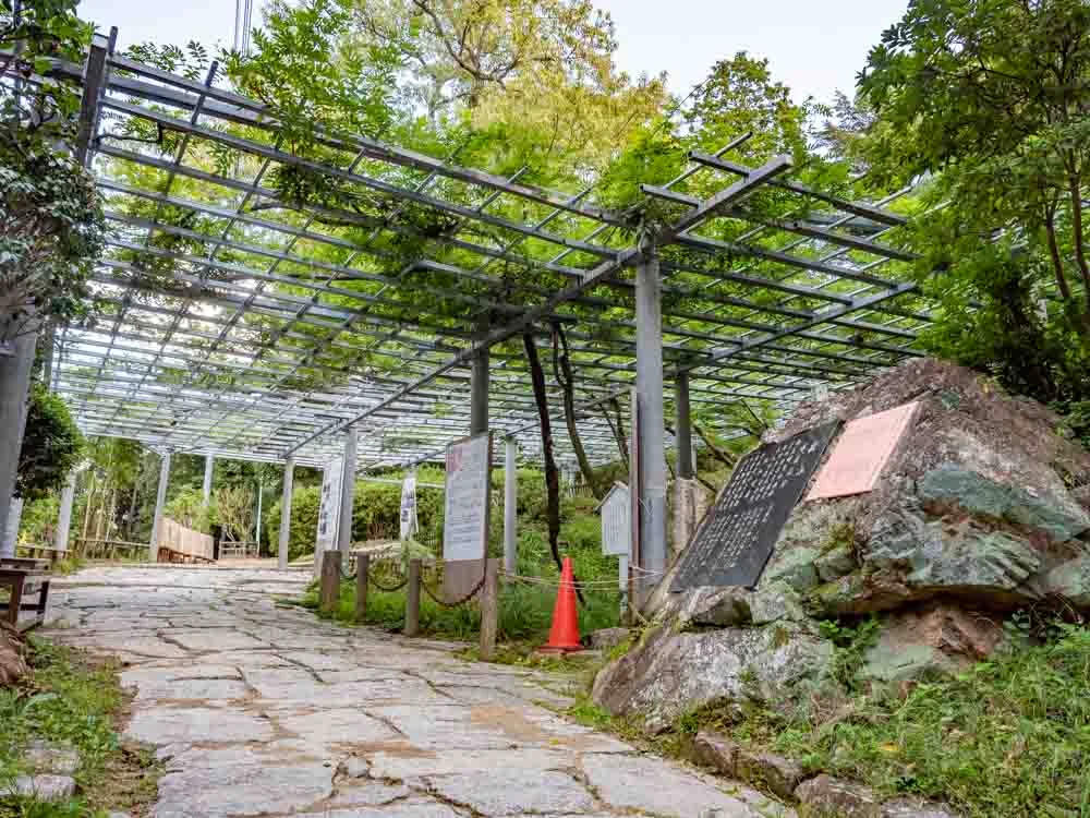 阿智神社 阿知の藤