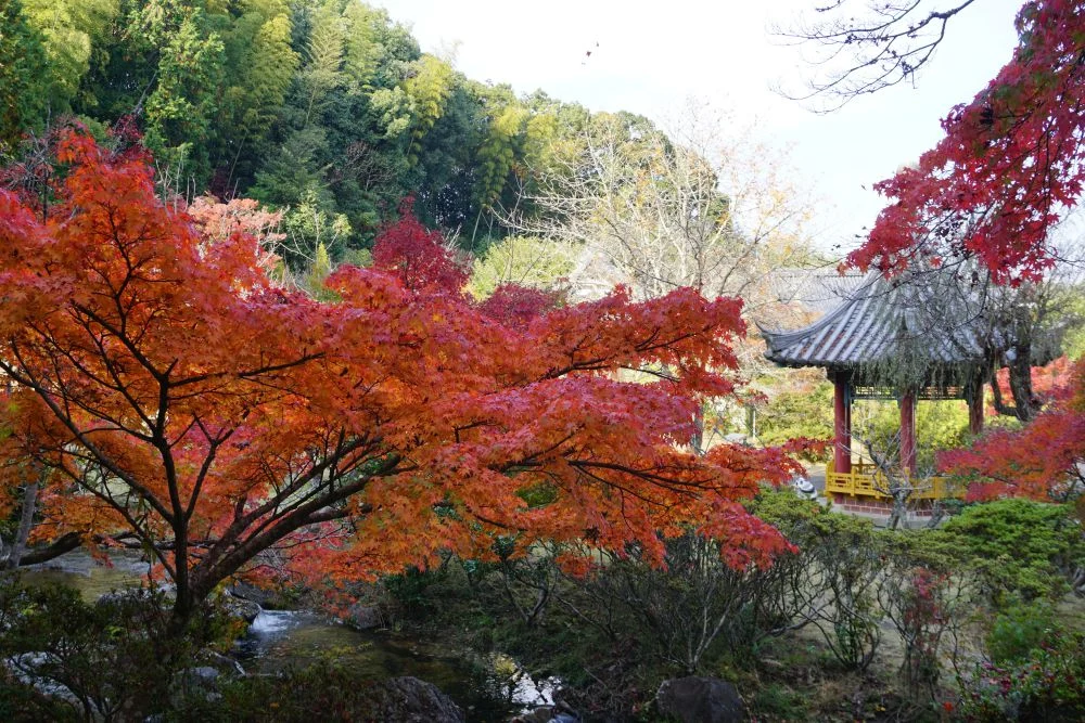 まきび公園 紅葉
