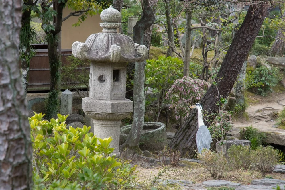 新渓園とアオサギ