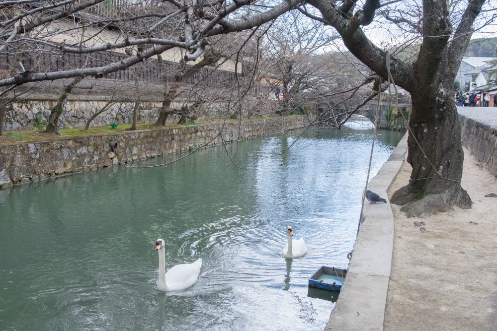 倉敷川の白鳥