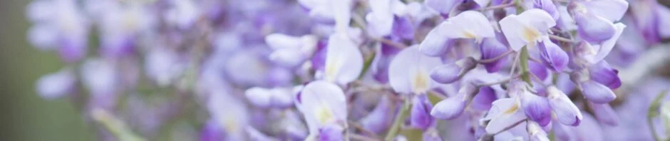 フジの花