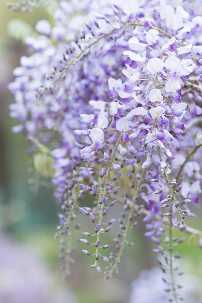 フジの花