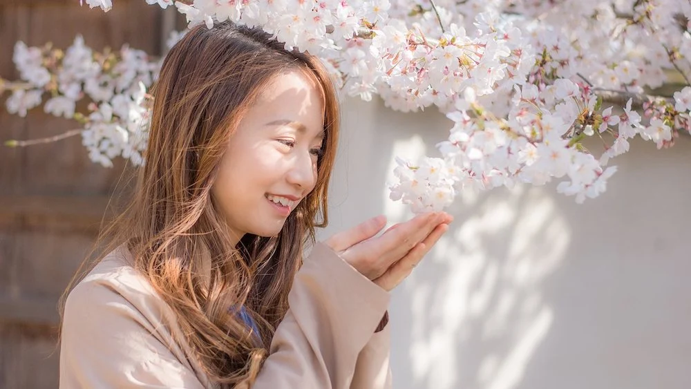 倉敷美観地区の桜
