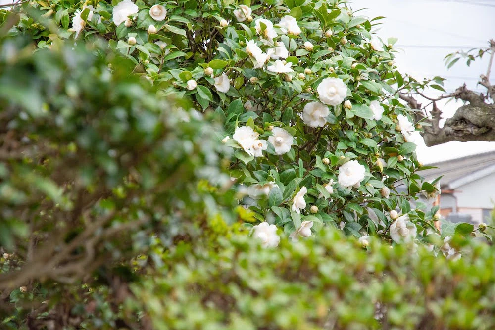 庭の植物