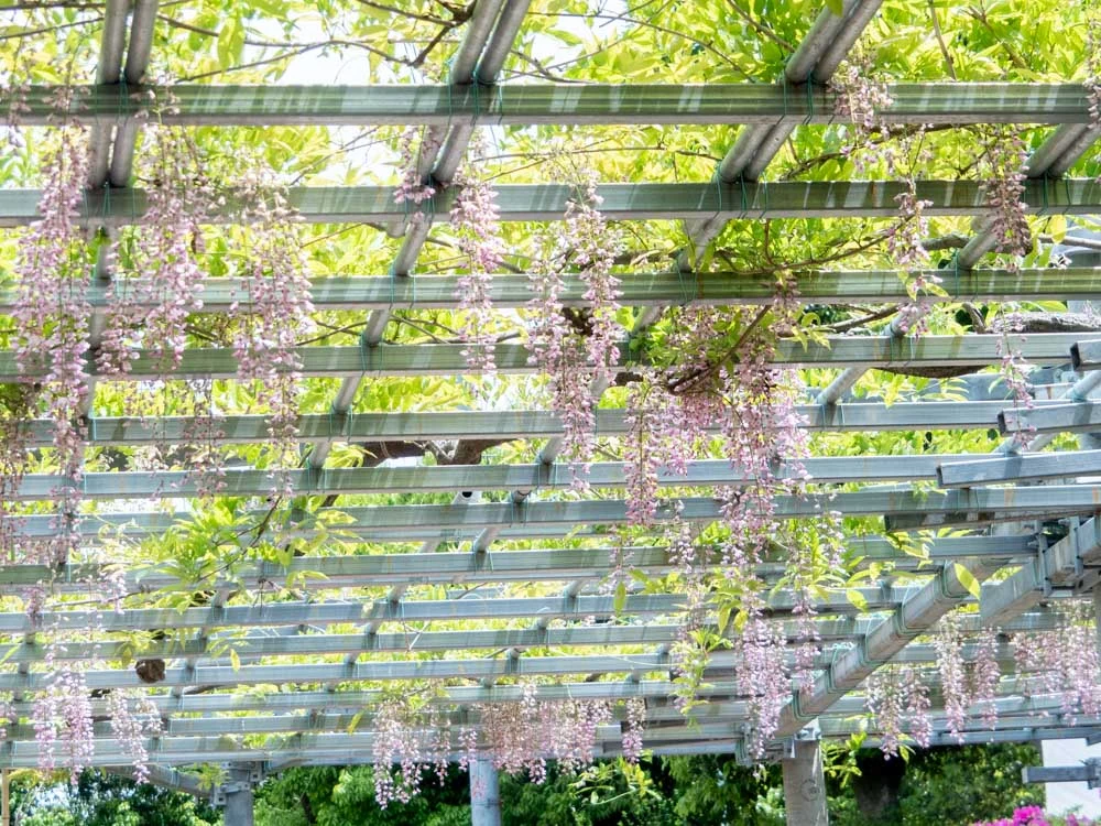 藤見の会(令和z元年) 阿知の藤の花