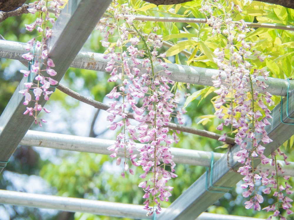 藤見の会(令和元年) 阿知の藤の花