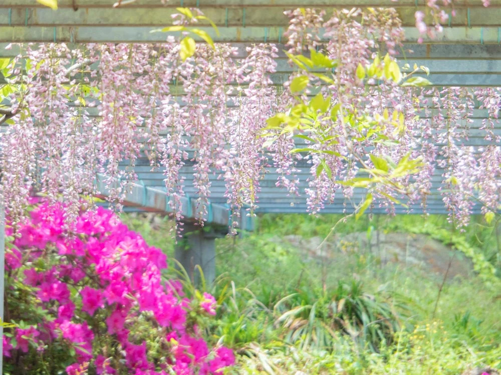 藤見の会(令和元年) 阿知の藤の花