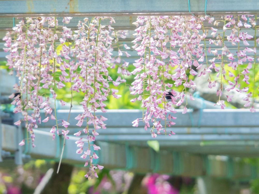 藤見の会(令和元年) 阿知の藤の花