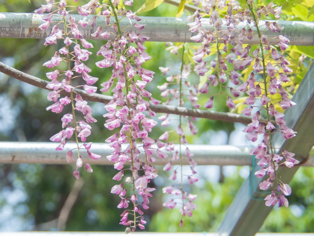 藤見の会(令和元年) 阿知の藤の花