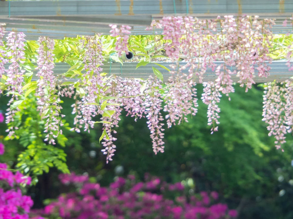 藤見の会(令和元年) 阿知の藤の花