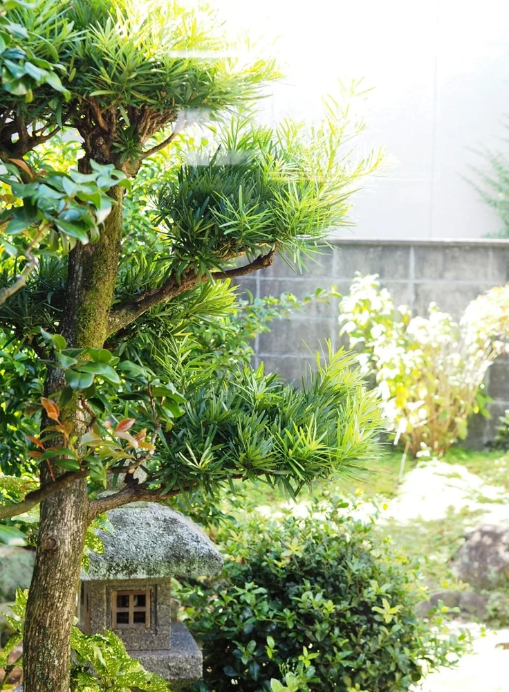 倉敷老松三丁目 cafe庭 庭園