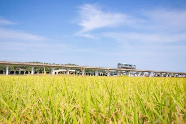 井原鉄道にのんびり揺られる「秋の真備町」ぶらり旅～稲穂が広がる田園風景に心休まるひと時～