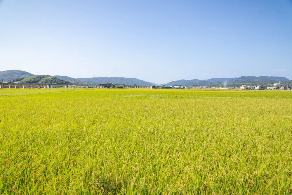 真備町 田園風景