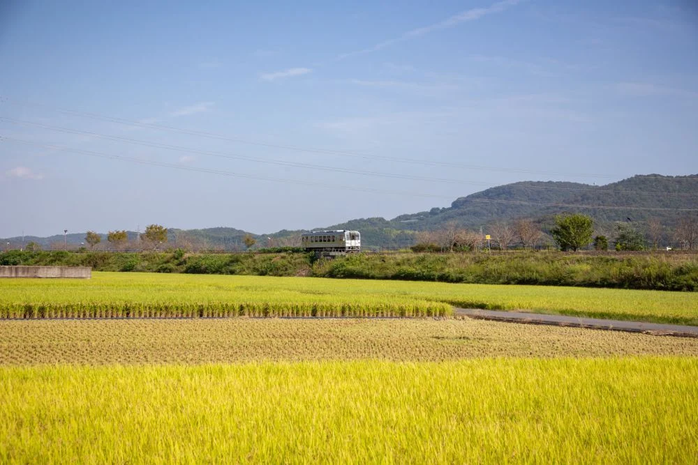 真備 呉妹地区 稲穂と井原鉄道