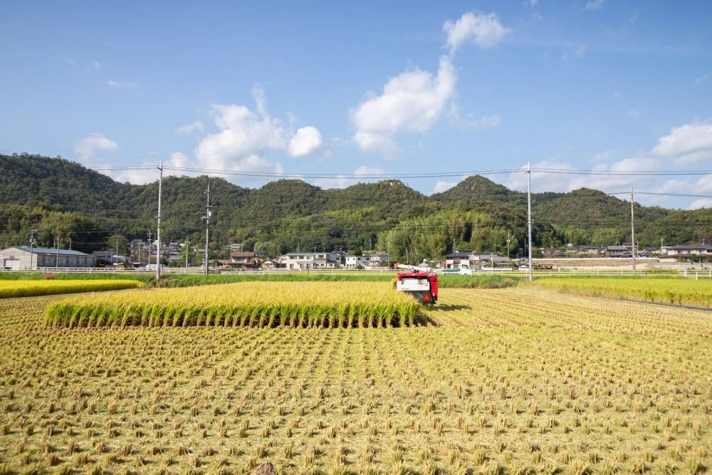真備 呉妹地区 稲刈り