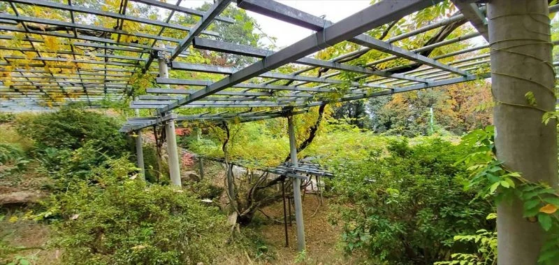 岡山県指定天然記念物「阿知の藤」