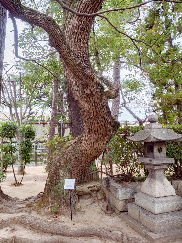 城山稲荷神社のクスノキ
