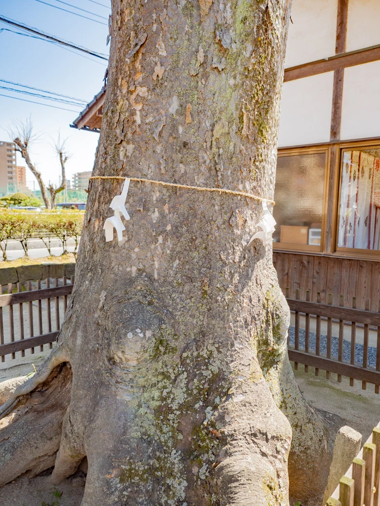 春日神社:ケヤキ