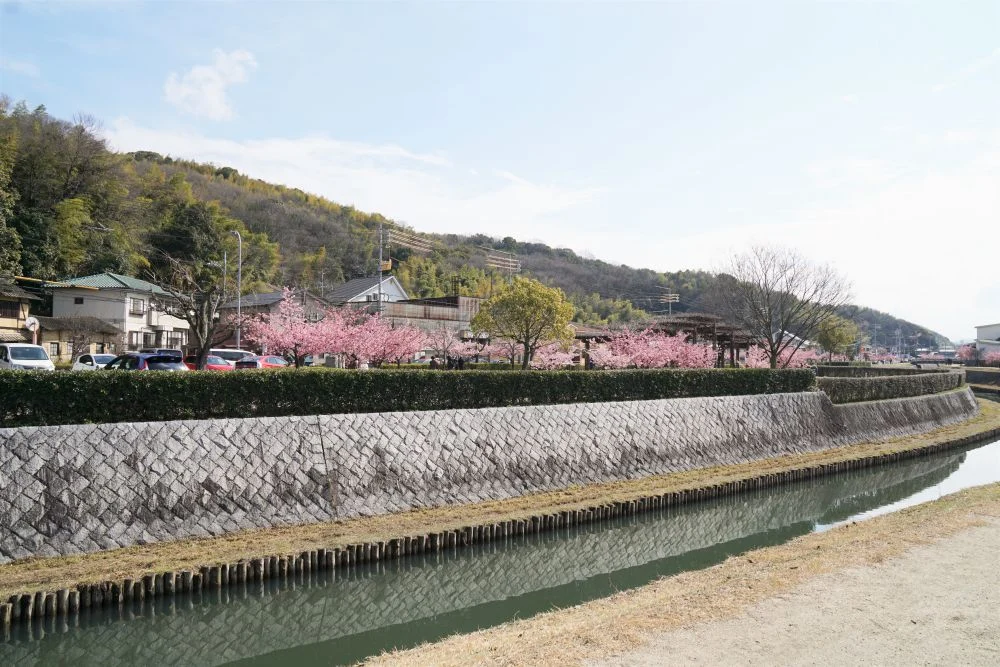 倉敷千本桜