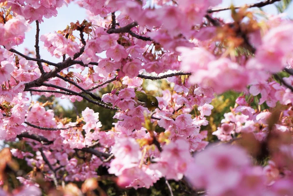 倉敷親水公園 河津桜