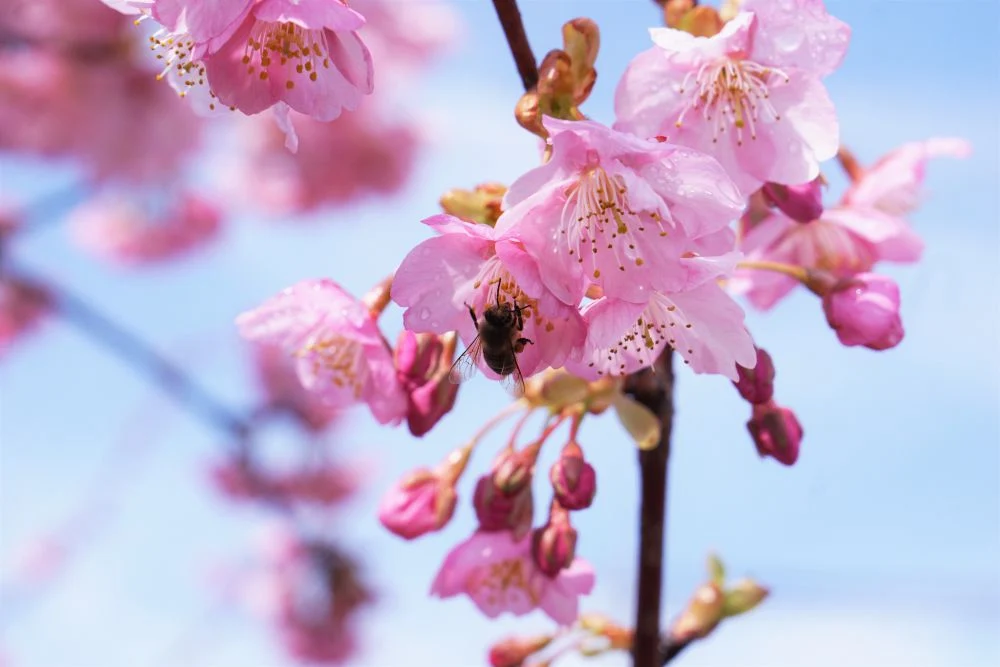 倉敷親水公園 河津桜