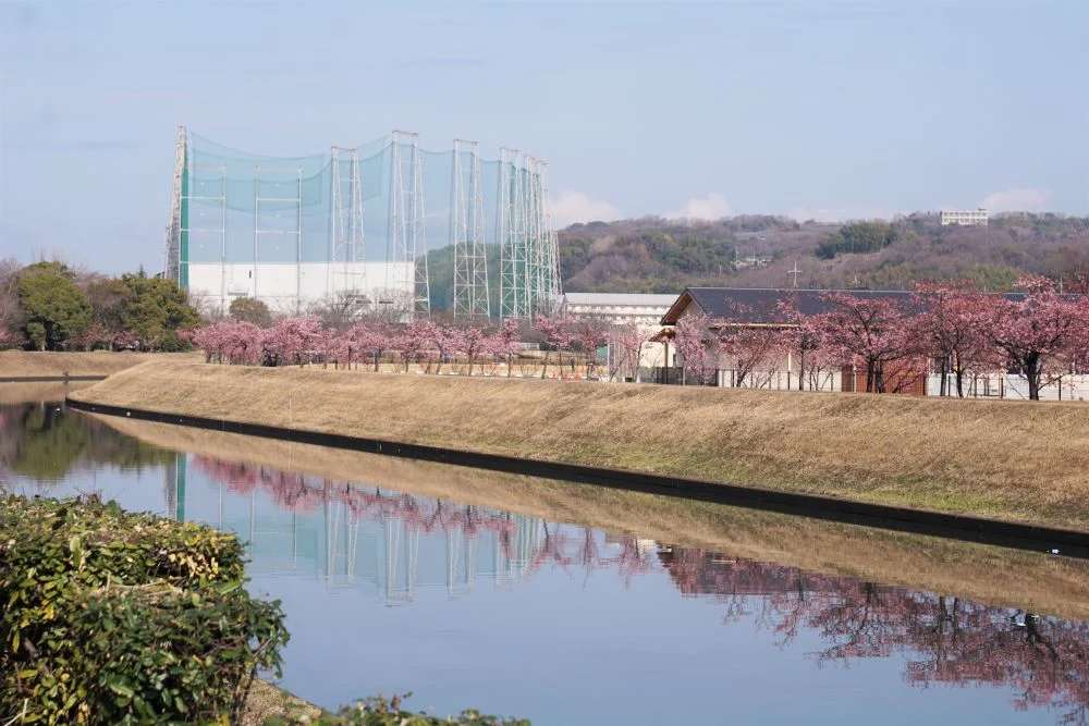 倉敷川 河津桜