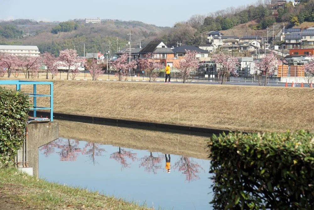 福原緑地 河津桜