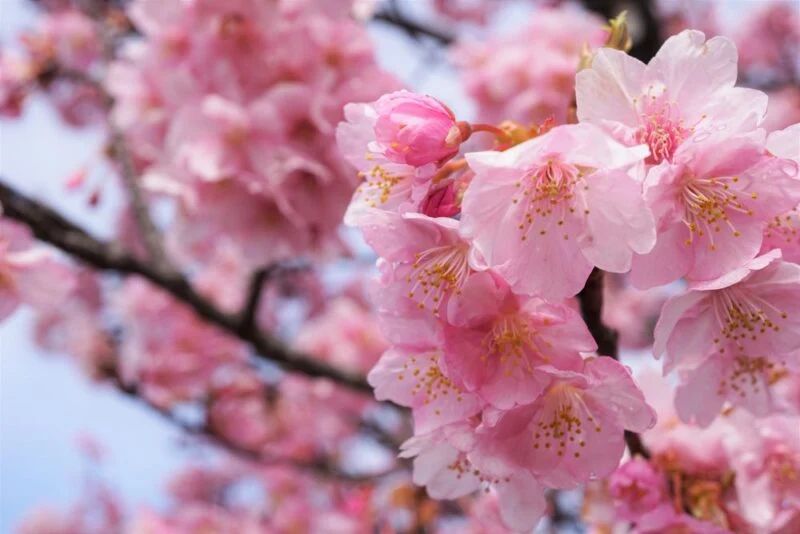 倉敷川千本桜 ～ 早咲きのピンク色の河津桜を楽しむ、倉敷川沿い散策