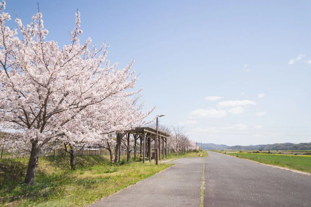 まきびさくら公園