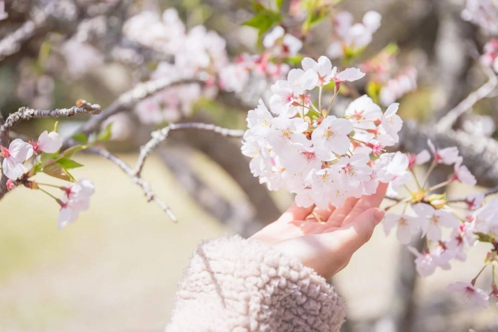 まきび公園 桜