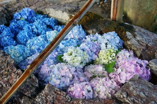 梅雨の季節を彩る紫陽花 ～ 倉敷の紫陽花名所を散策