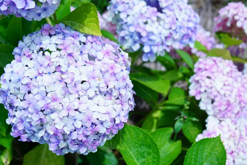 種松山公園 紫陽花