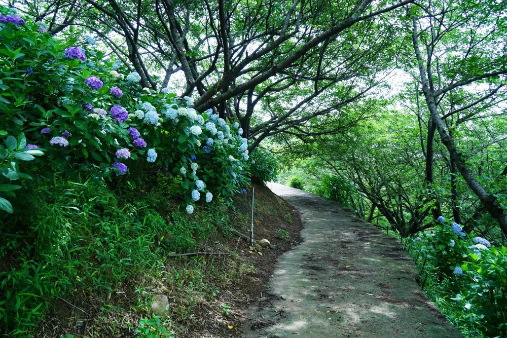 種松山公園 紫陽花