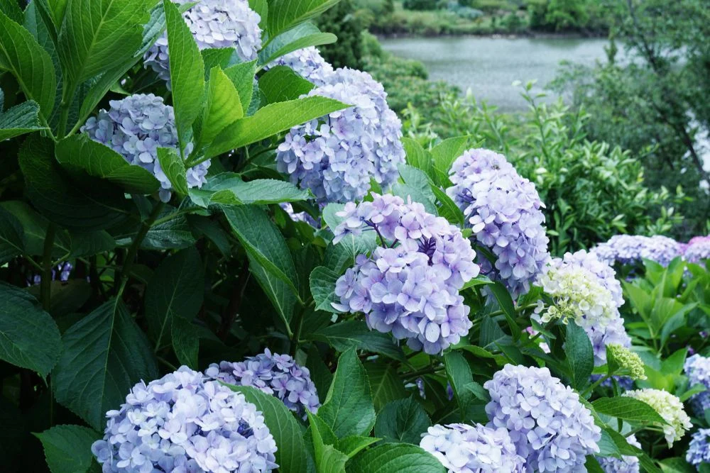 種松山公園 紫陽花