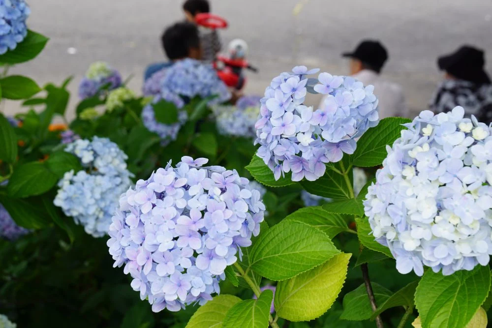 種松山公園 紫陽花