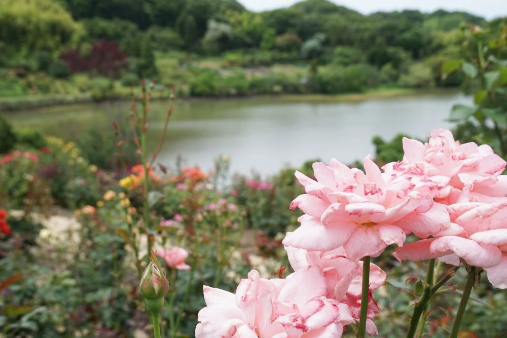 種松山公園 バラ園