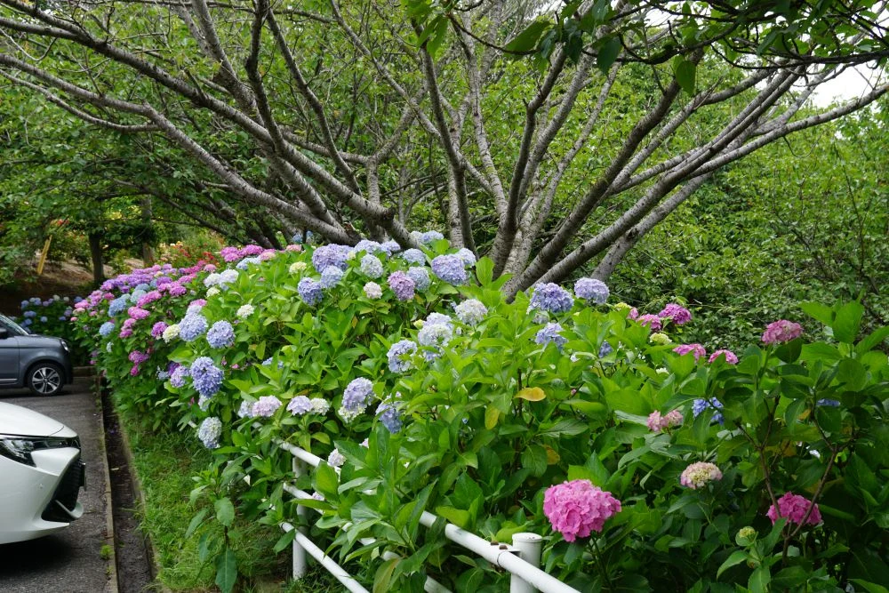 種松山公園 紫陽花