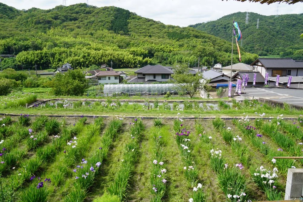 住心院 花菖蒲