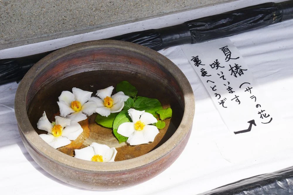 住心院 夏椿