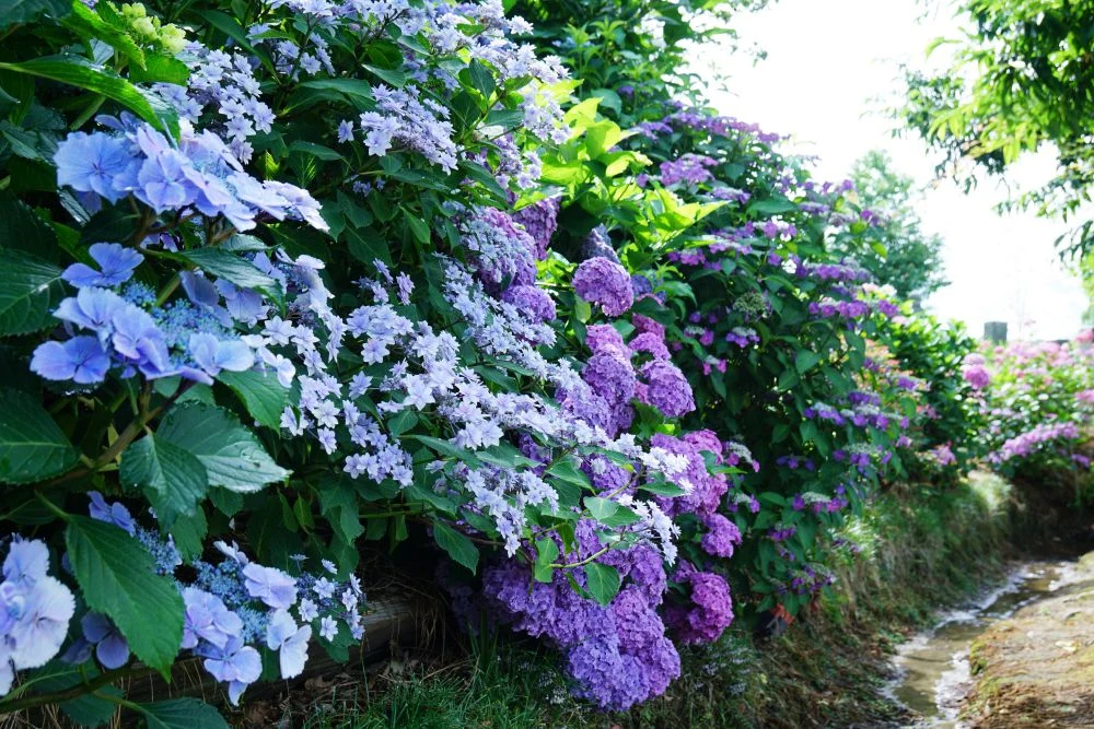 住心院 紫陽花