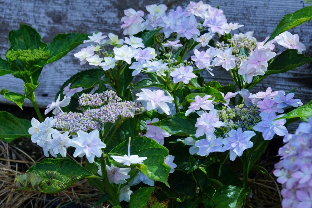 住心院 紫陽花 泉鳥