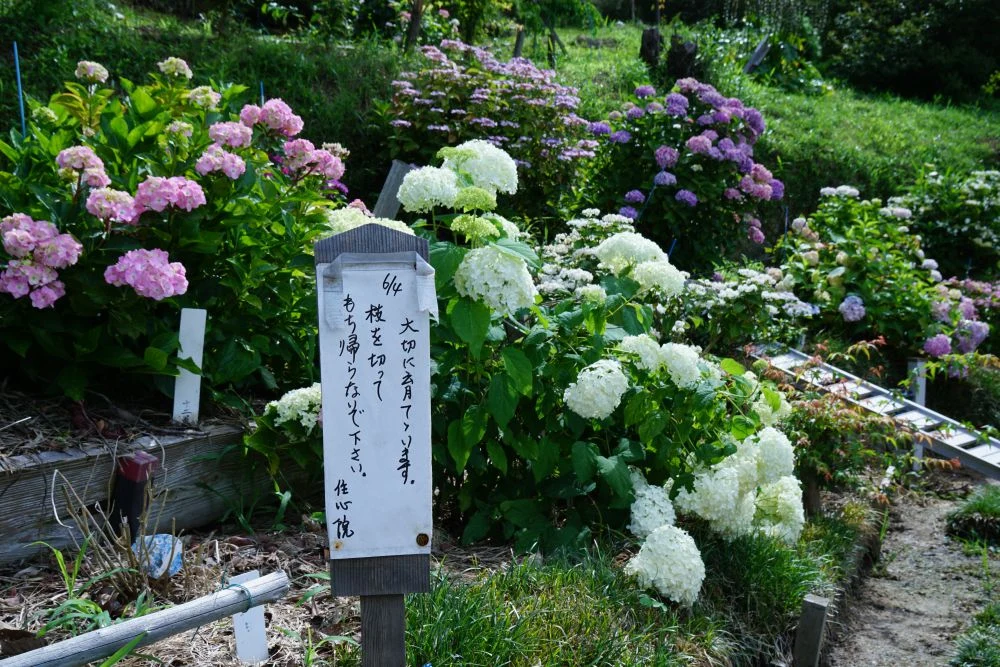 住心院 紫陽花