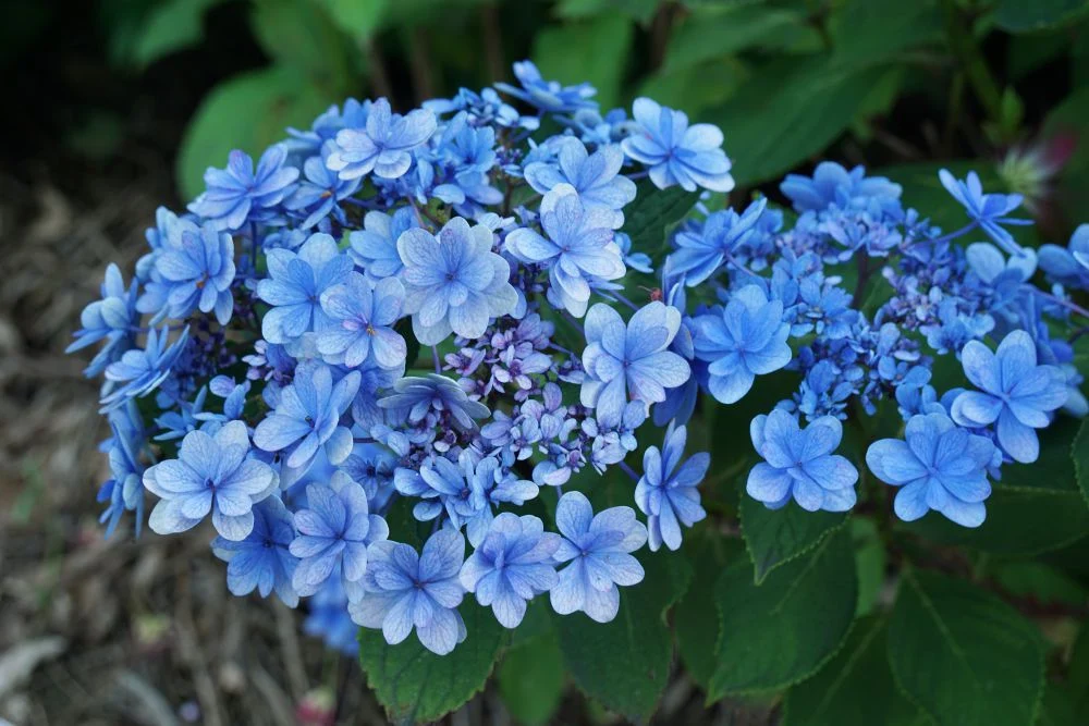 紫陽花 住心院
