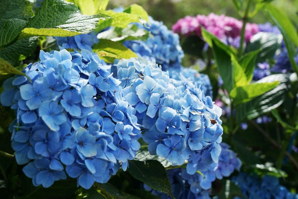 住心院 紫陽花