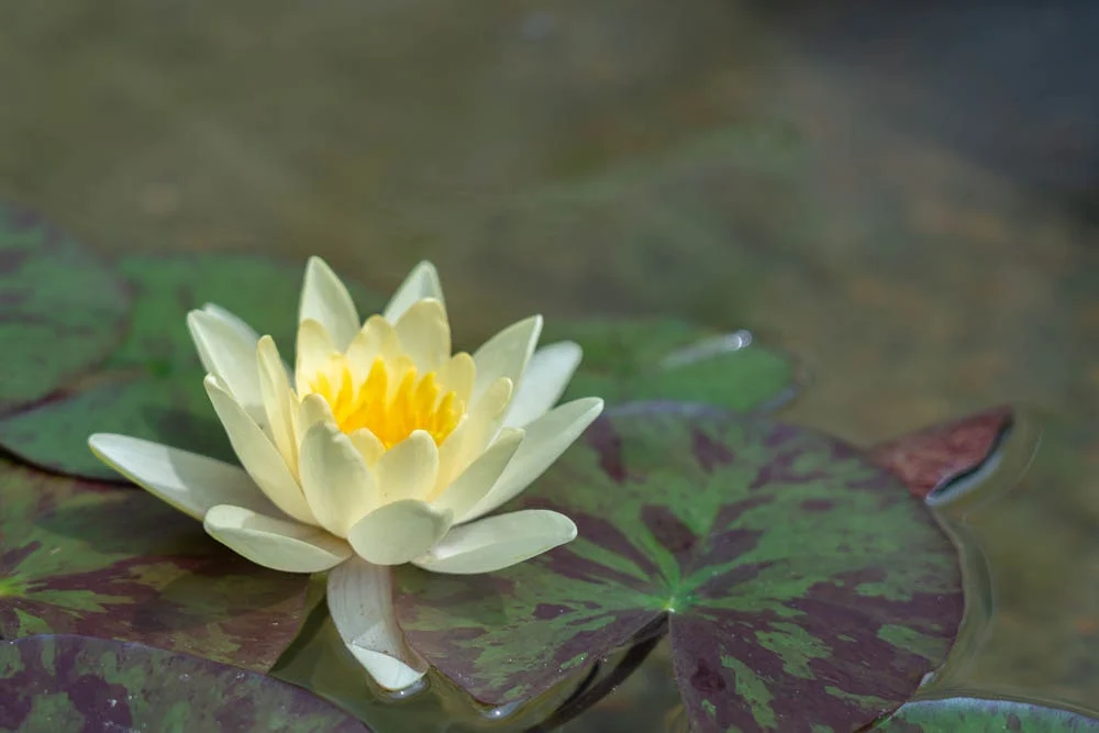 大原美術館 モネの睡蓮