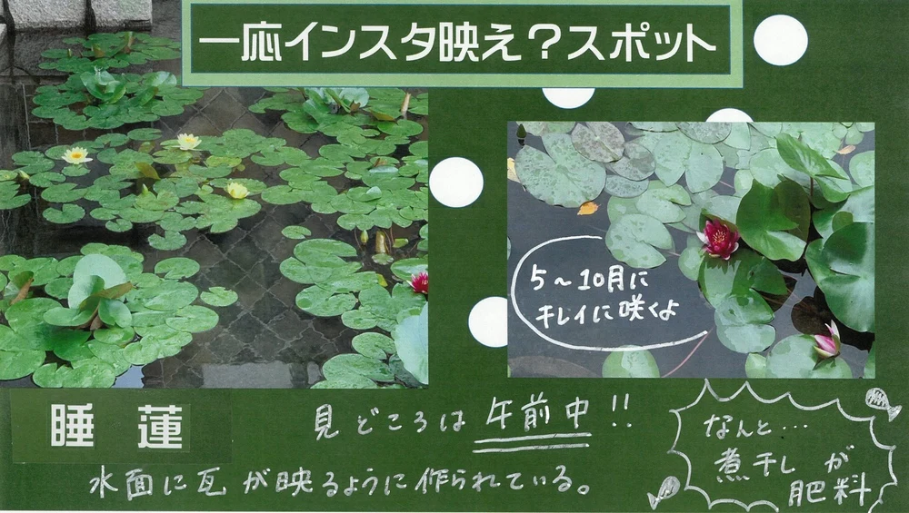 睡蓮
