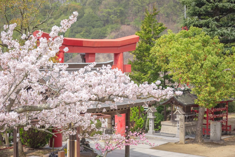 白雲大社の花まつり(令和3年3月27日) ~ 境内や参道の桜・ツツジなどの景観が心を和ませる笠岡の出雲さん