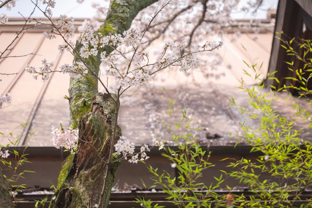 白雲大社境内の桜