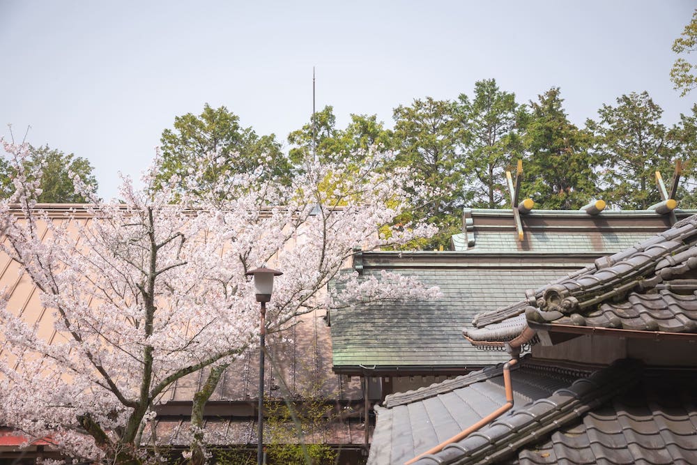 白雲大社境内の桜