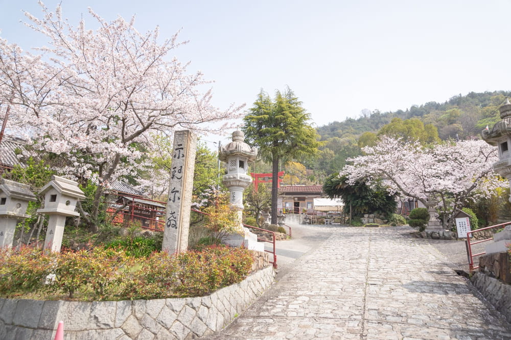白雲大社参道の桜